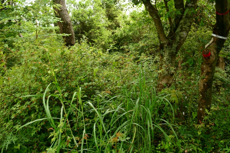 f:id:qshiro:20140612190023j:image:w360