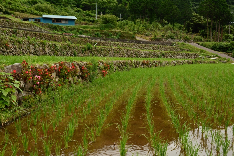 f:id:qshiro:20140612190027j:image:w360