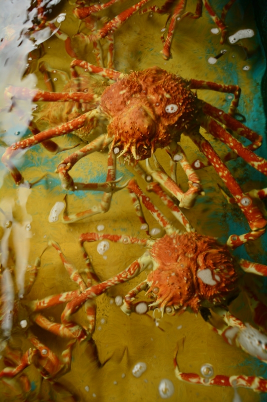 f:id:qshiro:20140612190028j:image:w280