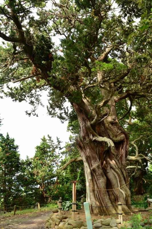 f:id:qshiro:20140612190044j:image:w280