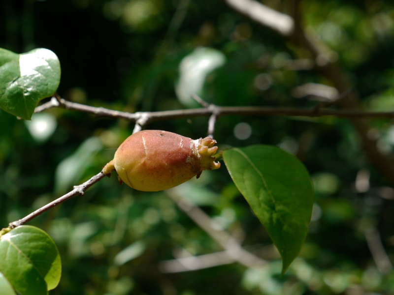 f:id:qshiro:20140614164451j:image:w360 f:id:qshiro:20140614164451j:image:w360