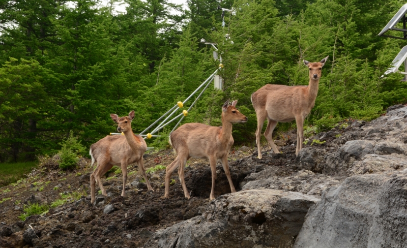 f:id:qshiro:20140616160427j:image:w360 f:id:qshiro:20140616160427j:image:w360