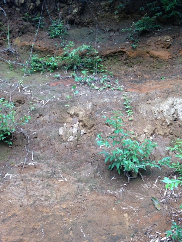 f:id:qshiro:20140620183659j:image:w280