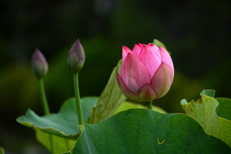 f:id:qshiro:20140630070342j:image:w360