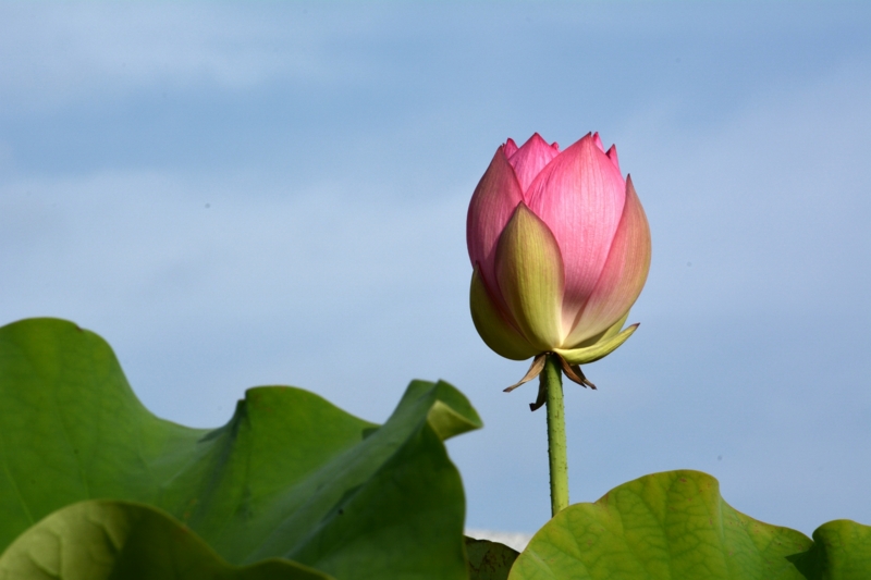 f:id:qshiro:20140630070343j:image:w360