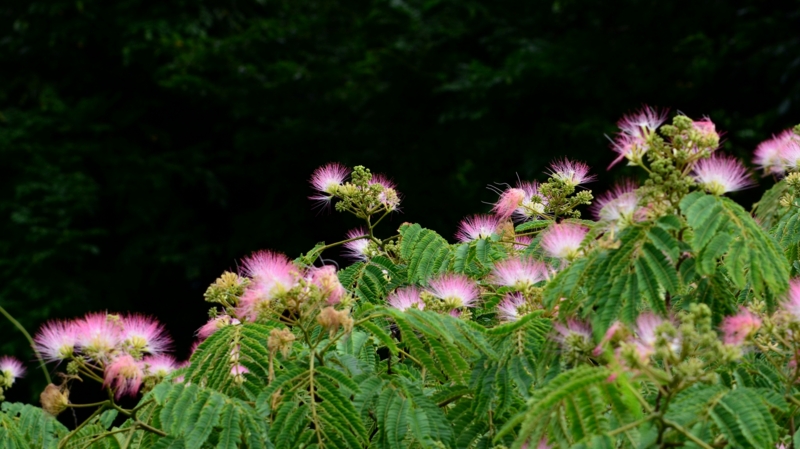 f:id:qshiro:20140630182639j:image:w360