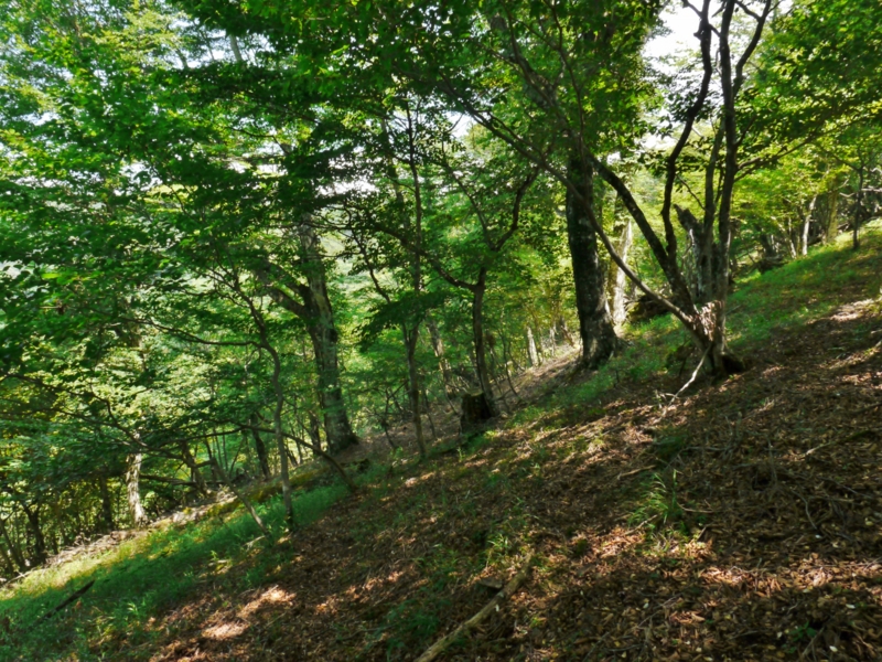 f:id:qshiro:20140730201122j:image:w360