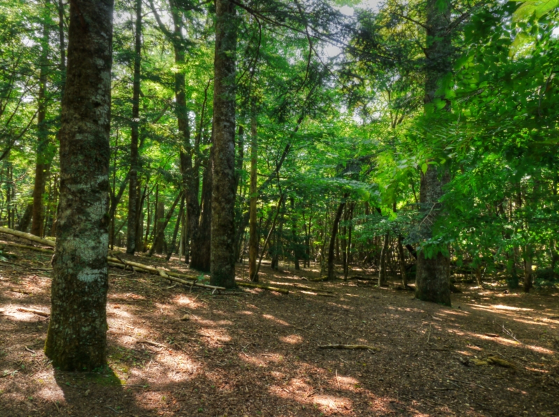 f:id:qshiro:20140730201127j:image:w360