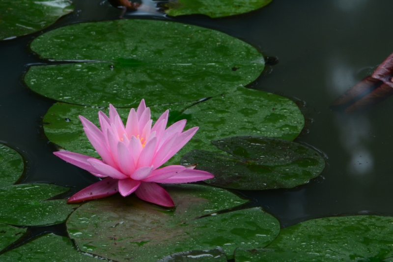 f:id:qshiro:20140815115701j:image:w360