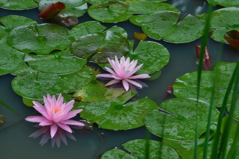 f:id:qshiro:20140815115702j:image:w360