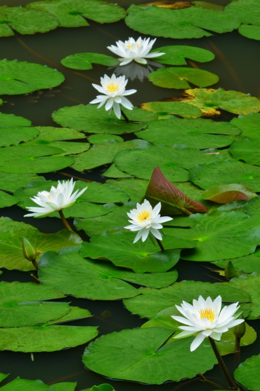 f:id:qshiro:20140815115704j:image:w280