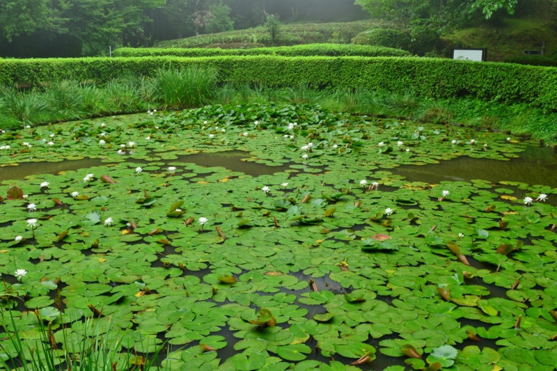 f:id:qshiro:20140815115705j:image:w360