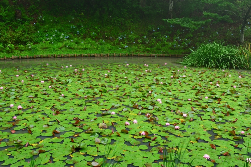 f:id:qshiro:20140815115706j:image:w360