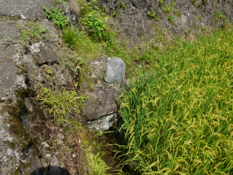 f:id:qshiro:20140821185052j:image:w360