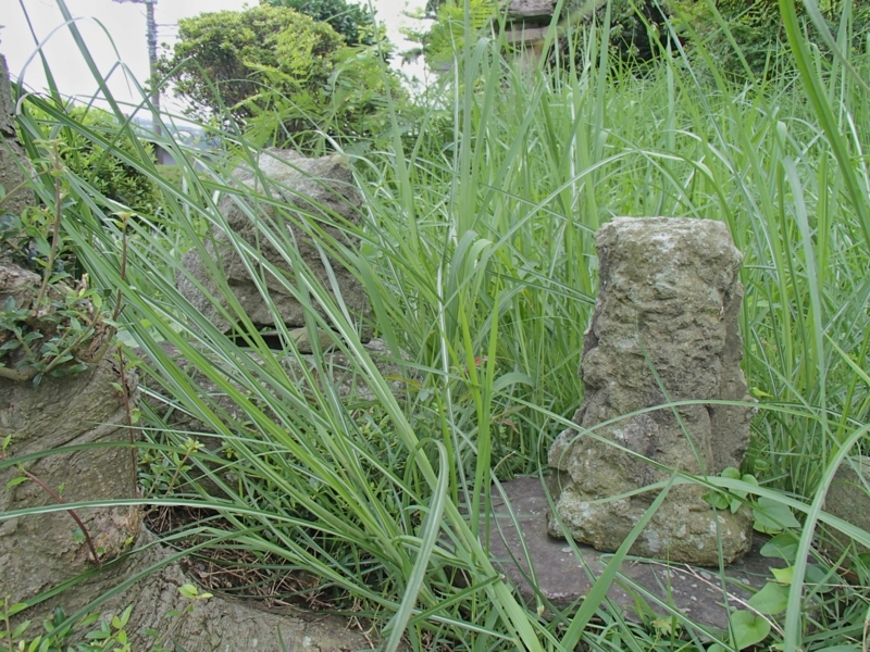 f:id:qshiro:20140827182919j:image:w220