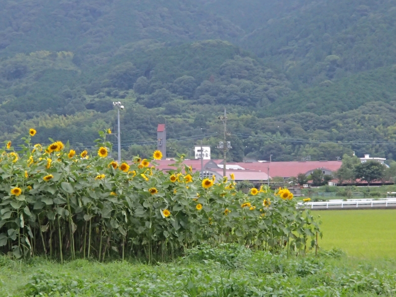 f:id:qshiro:20140827182927j:image:w220