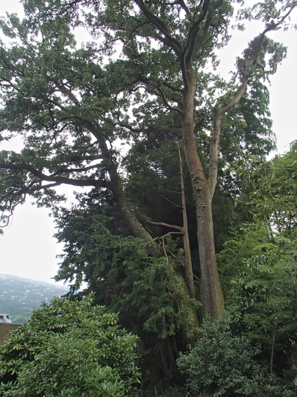 f:id:qshiro:20140827182933j:image:w165