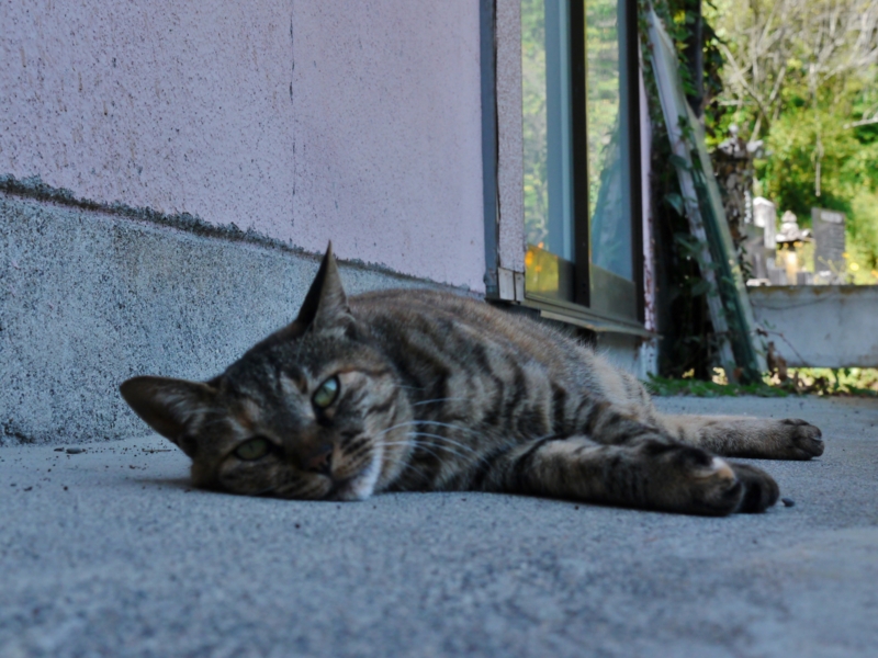 f:id:qshiro:20140930203546j:image:w360 f:id:qshiro:20140930203546j:image:w360