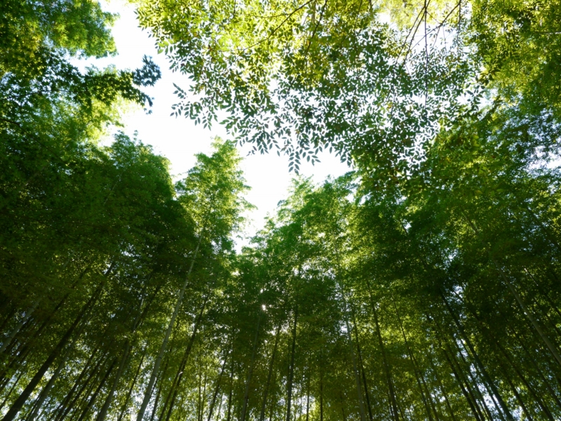 f:id:qshiro:20141019202508j:image:w360