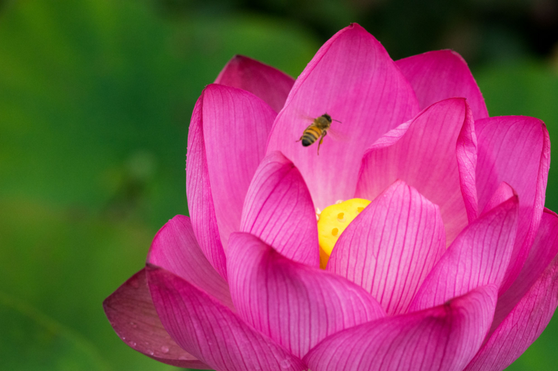 f:id:qshiro:20150704081835j:image:w360