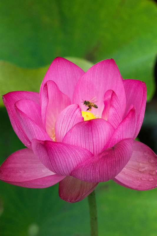 f:id:qshiro:20150704081836j:image:w260