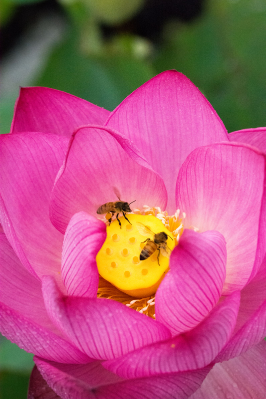 f:id:qshiro:20150704081837j:image:w260