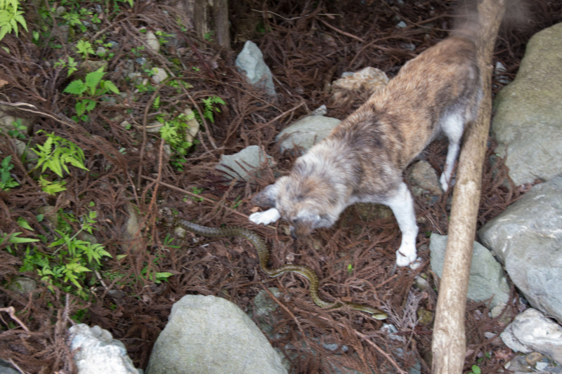 f:id:qshiro:20150728203724j:image:w360