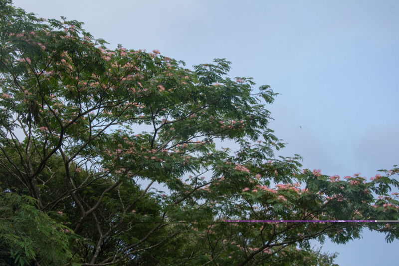 f:id:qshiro:20150728203725j:image:w360