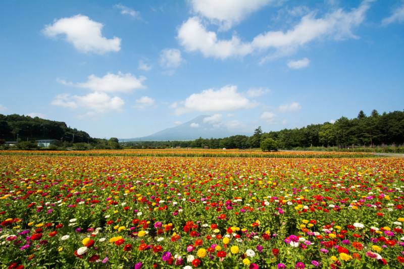 f:id:qshiro:20150809160101j:image:w360