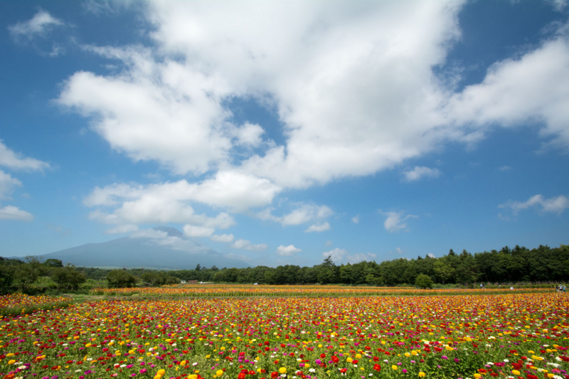 f:id:qshiro:20150809160102j:image:w360