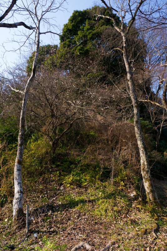 f:id:qshiro:20160209162645j:image:w260