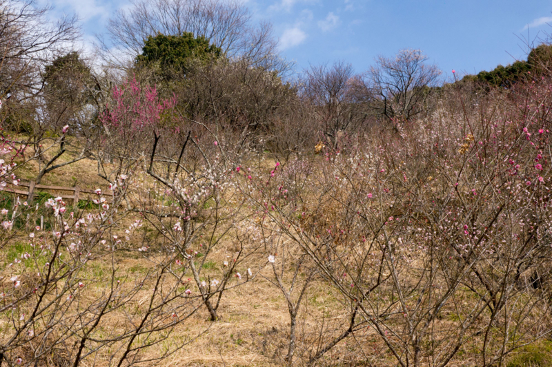 f:id:qshiro:20160209162722j:image:w360