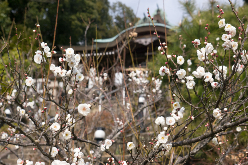 f:id:qshiro:20160209162728j:image:w360