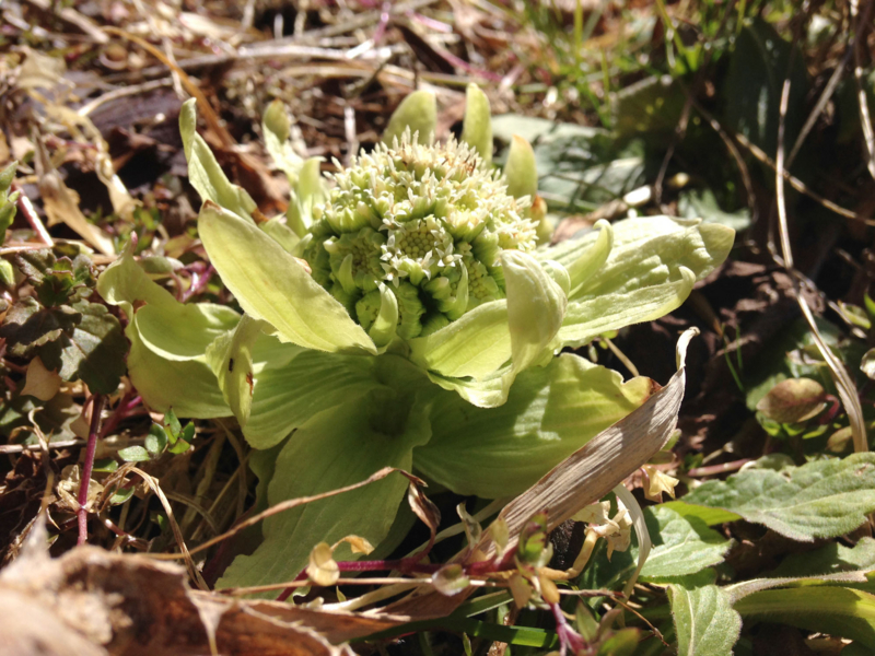 f:id:qshiro:20160221155541j:image:w360