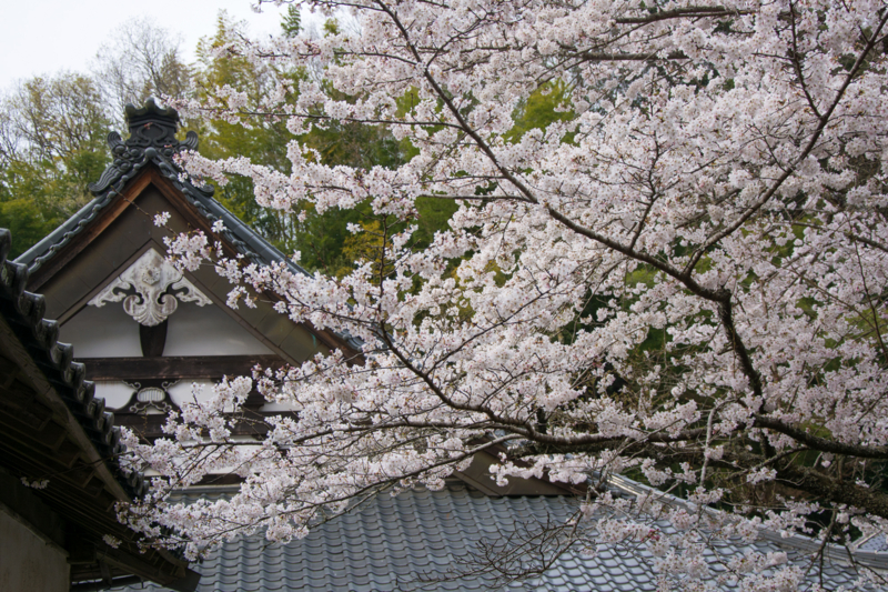 f:id:qshiro:20160330185640j:image:w360