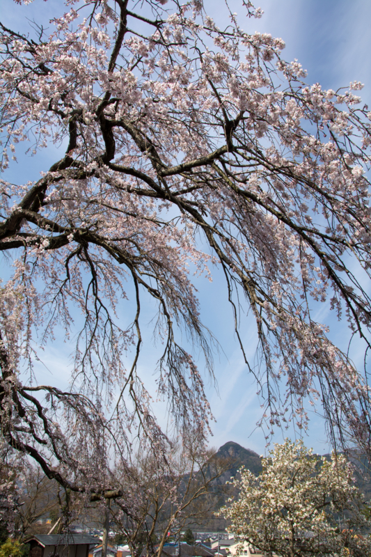 f:id:qshiro:20160330201343j:image:w260