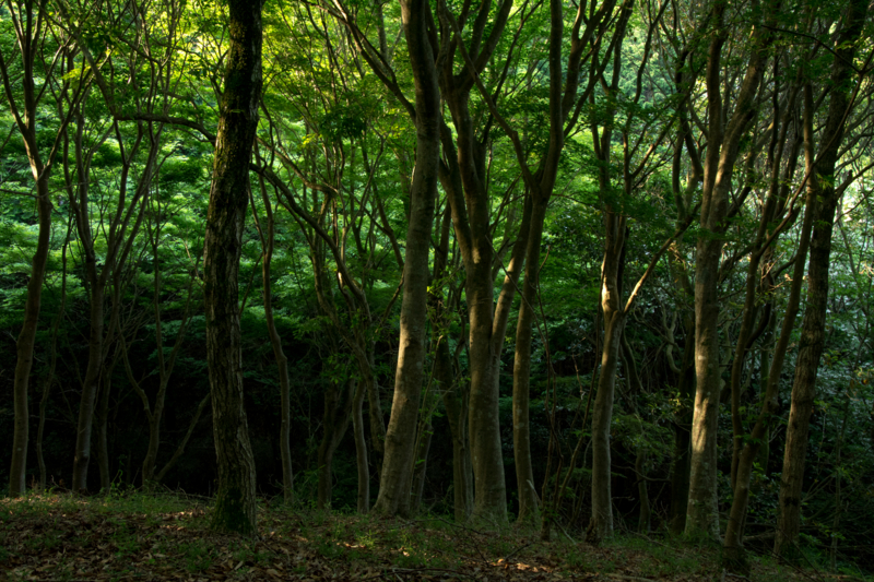 f:id:qshiro:20160524081229j:image:w360