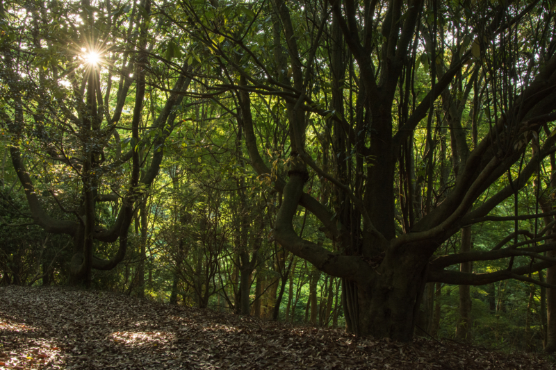 f:id:qshiro:20160524081235j:image:w360