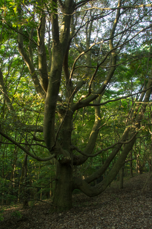 f:id:qshiro:20160524082117j:image:w260