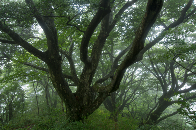 f:id:qshiro:20160721113622j:image:w360