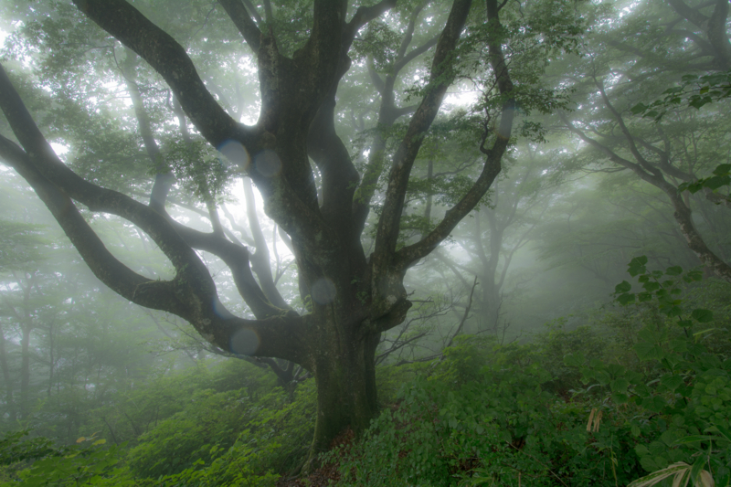 f:id:qshiro:20160721113632j:image:w360