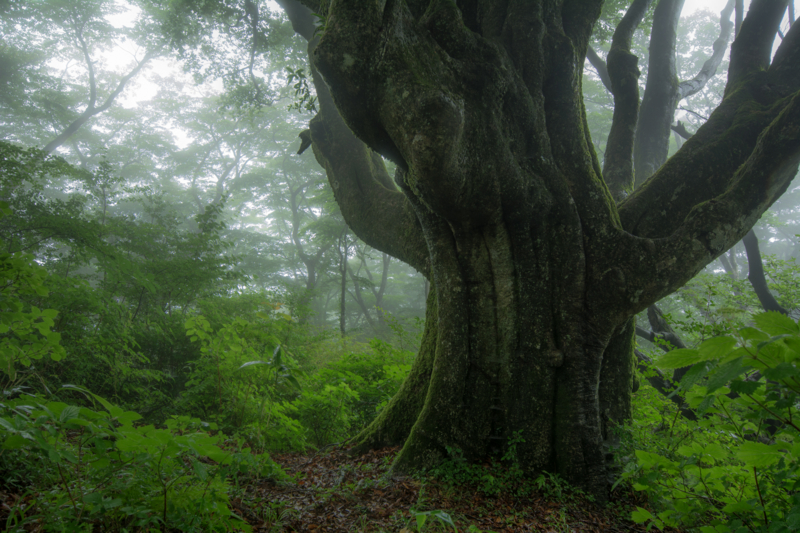 f:id:qshiro:20160721113641j:image:w360