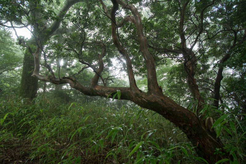 f:id:qshiro:20160721113649j:image:w360