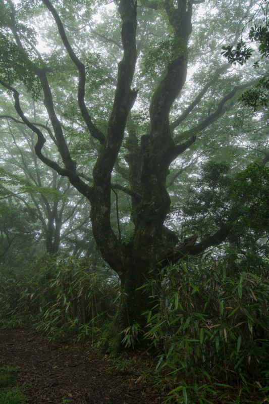 f:id:qshiro:20160721113706j:image:w260