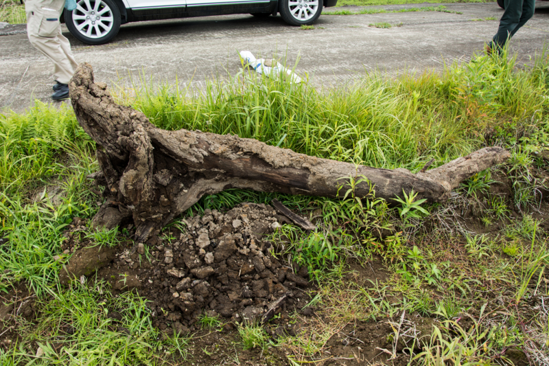 f:id:qshiro:20160727133903j:image:w360