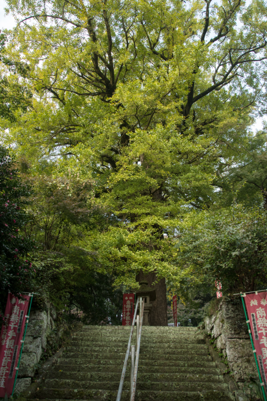 f:id:qshiro:20161115190935j:image:w260