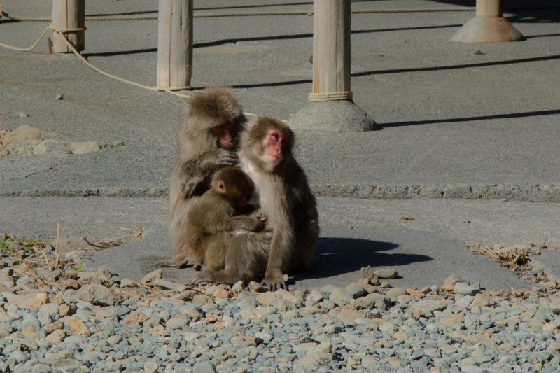 f:id:qshiro:20170226085512j:image:w360