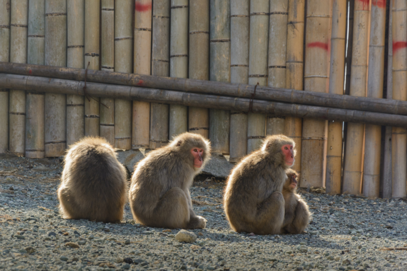 f:id:qshiro:20170226090229j:image:w360