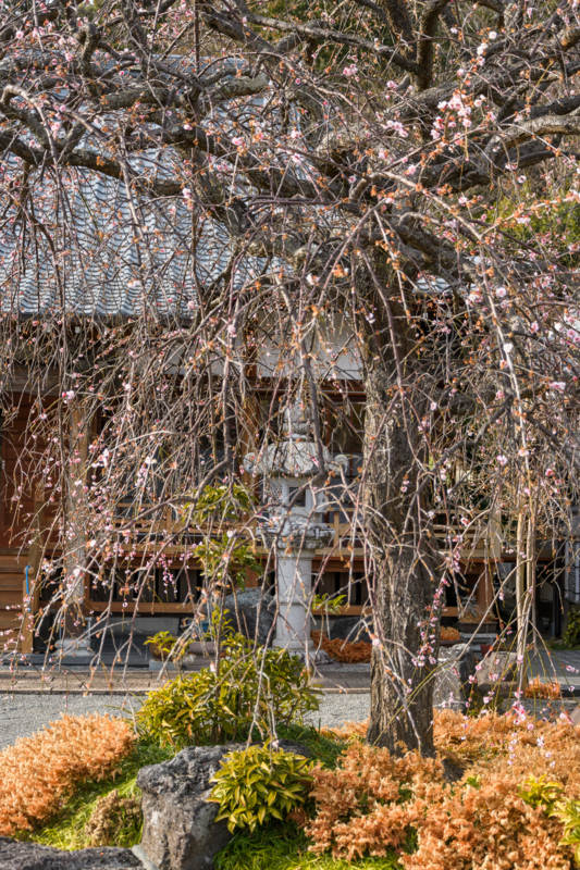 f:id:qshiro:20170226184435j:image:w260