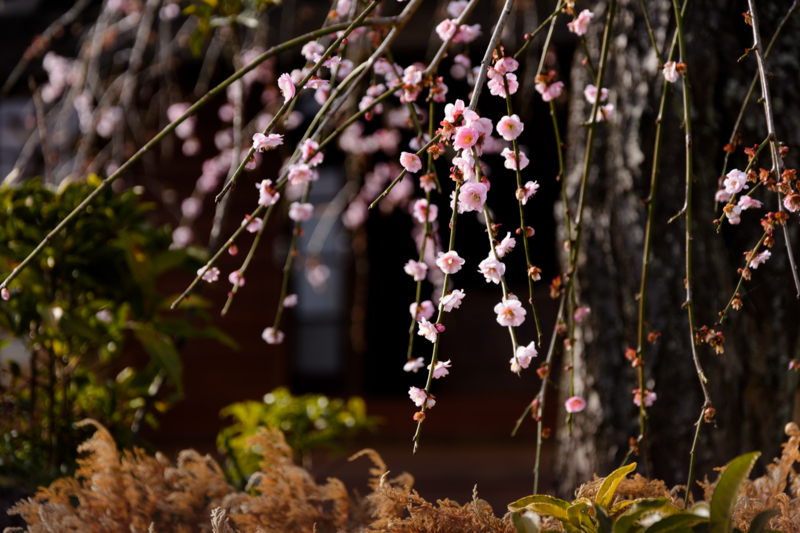 f:id:qshiro:20170226184436j:image:w360